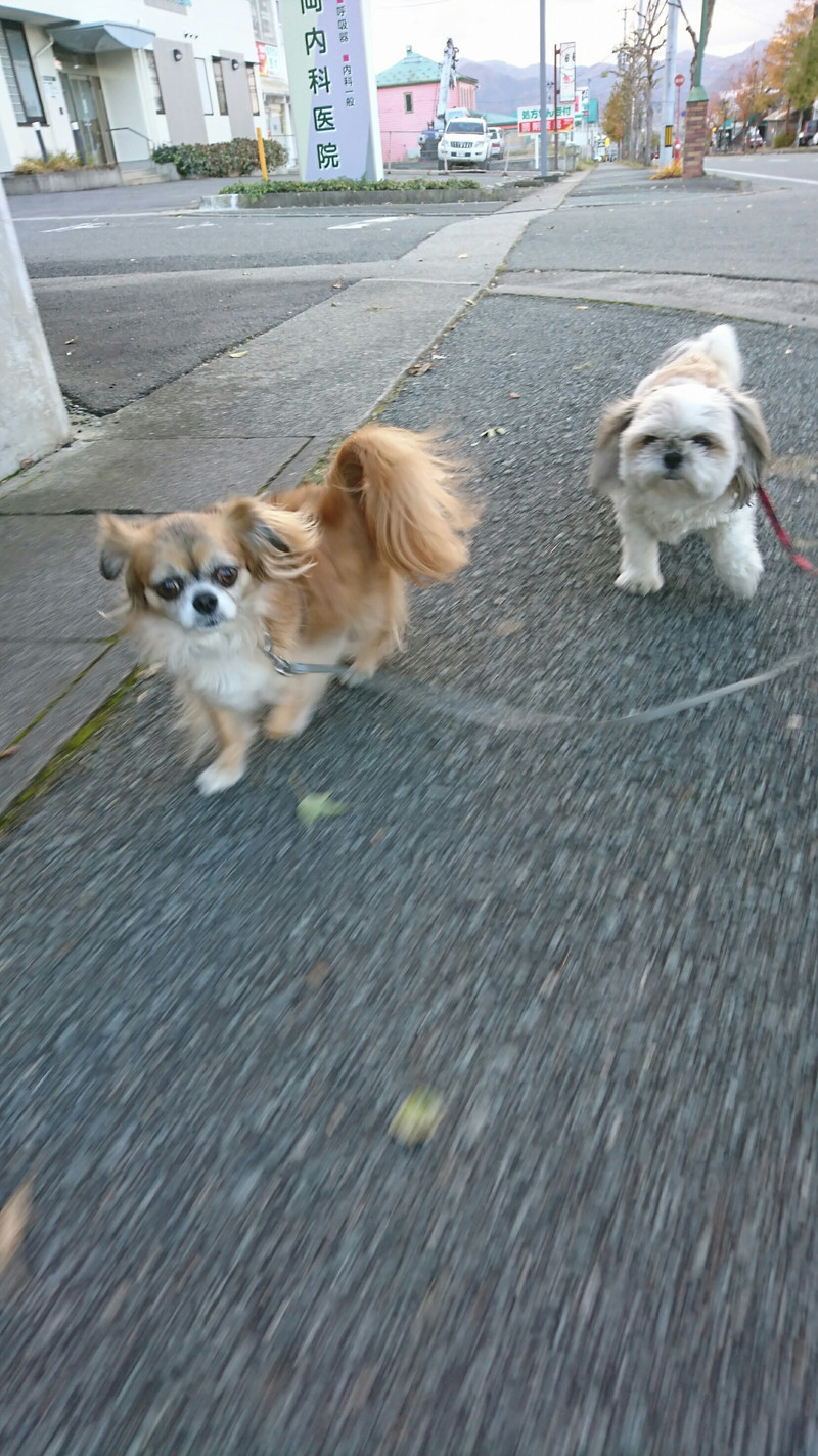 シーズーMIXのひかりちゃん&みらいちゃん お泊まりの様子