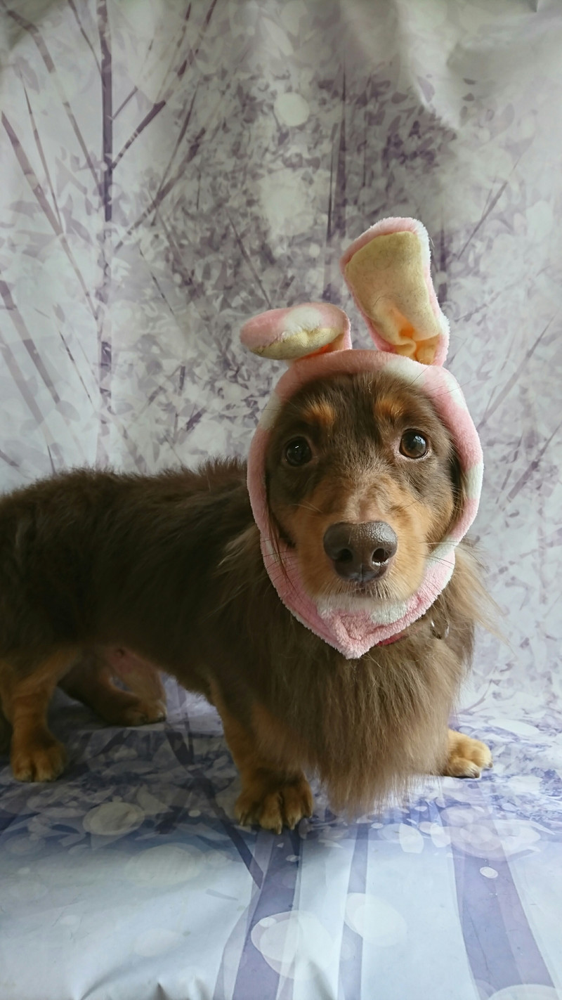 ダックスのレオンちゃん グルーミングコース 部分カット