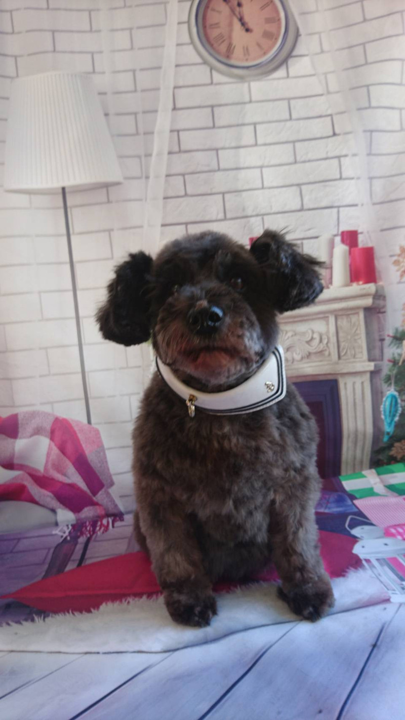 シュナウザーのシュシュちゃん グルーミングコース お顔のカット