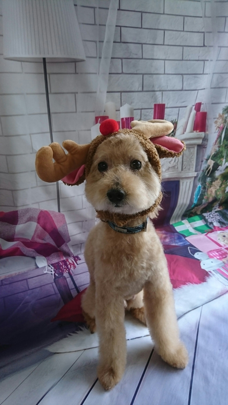 プードルのショコラちゃん トリミングコース