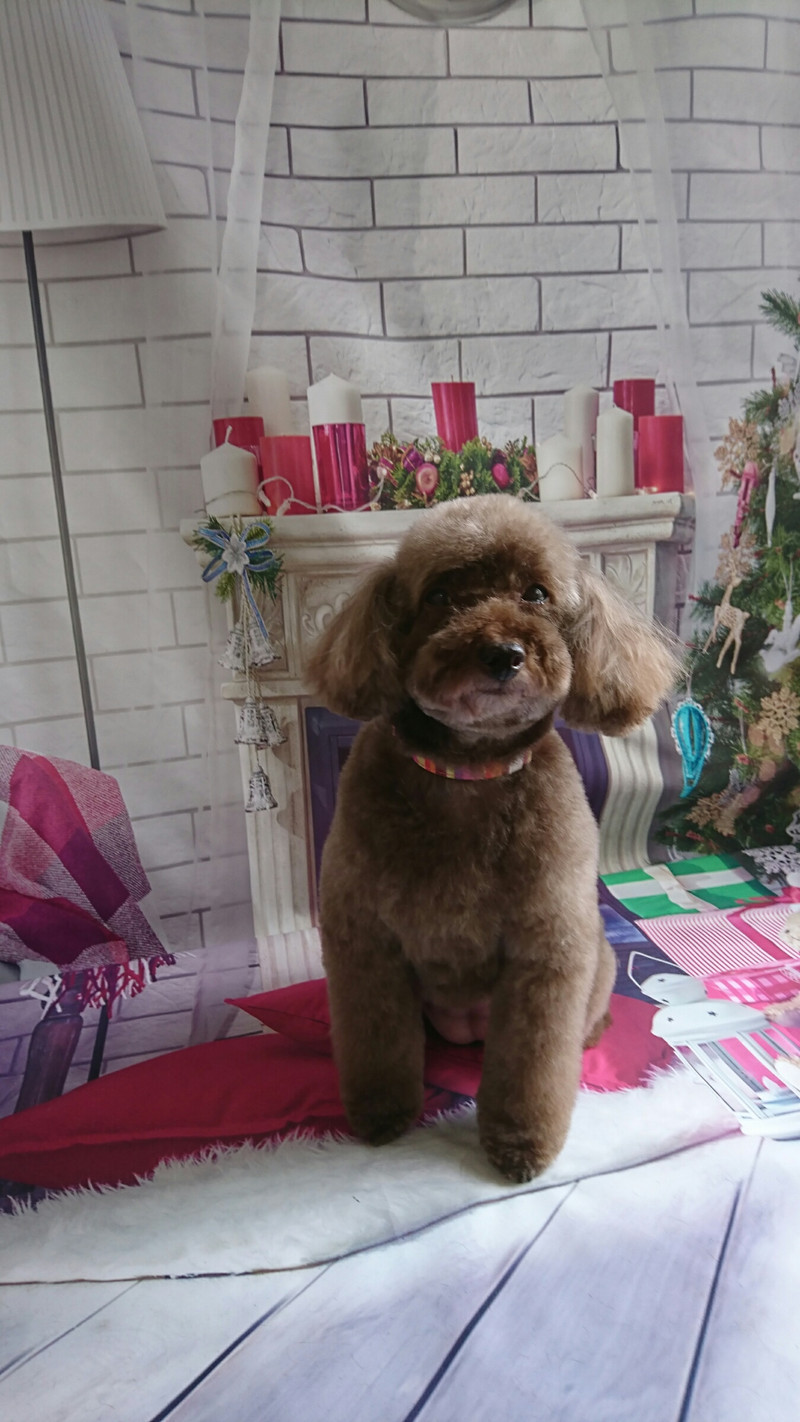 プードルのレナちゃん トリミングコース デンタル