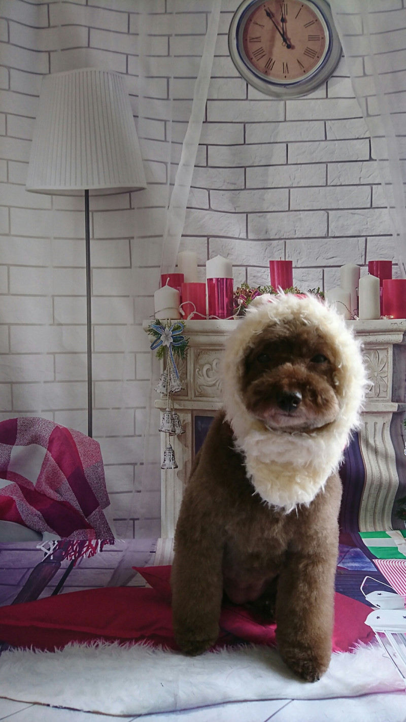 プードルのレナちゃん トリミングコース デンタル