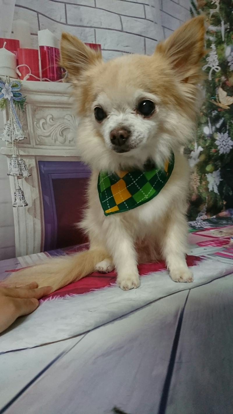 チワワのロロちゃん&龍吉ちゃん グルーミングコース ハーブパック