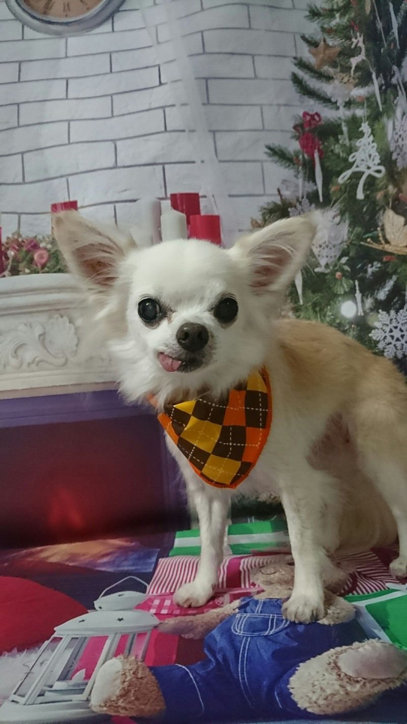 チワワのロロちゃん&龍吉ちゃん グルーミングコース ハーブパック