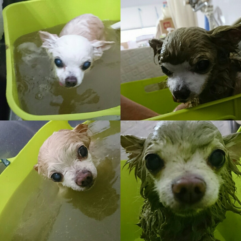 チワワのロロちゃん&龍吉ちゃん グルーミングコース ハーブパック