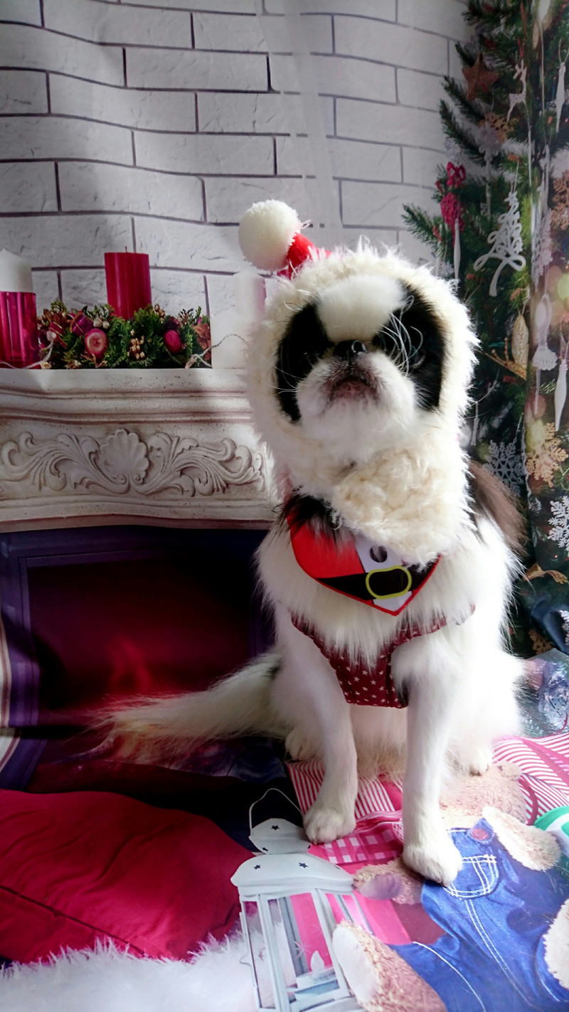 狆の小梅ちゃん グルーミングコース