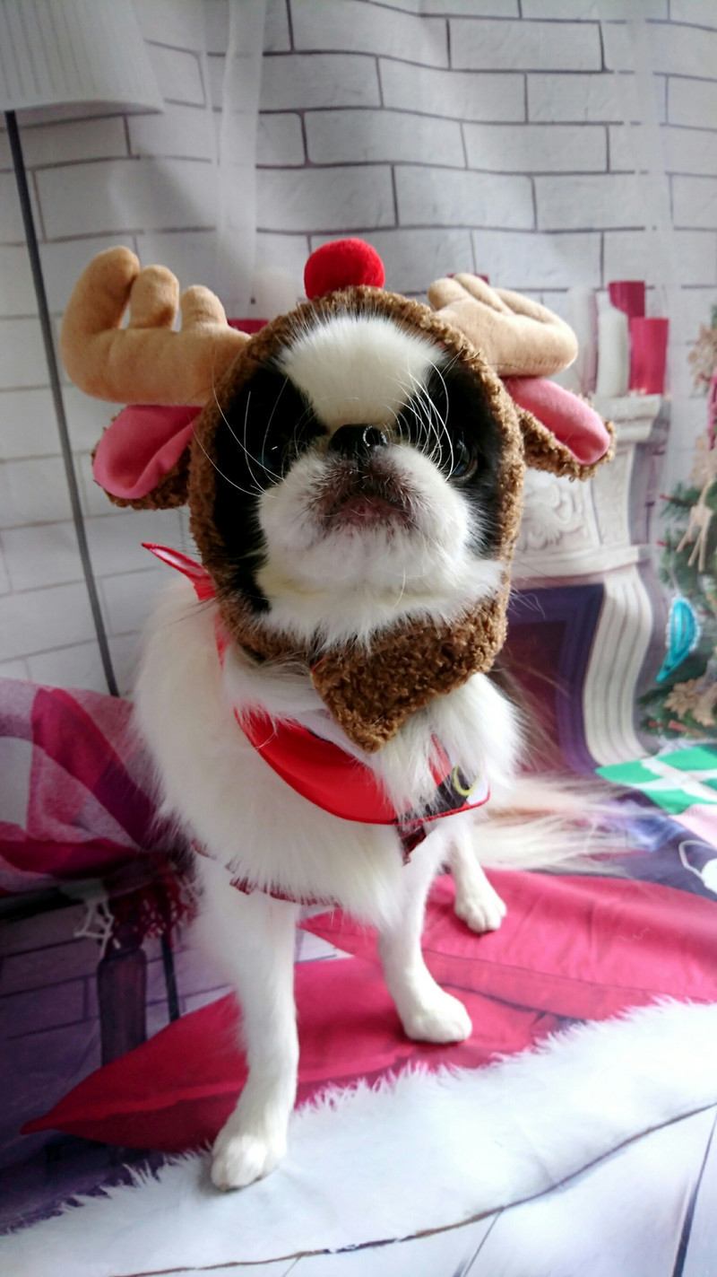 狆の小梅ちゃん グルーミングコース