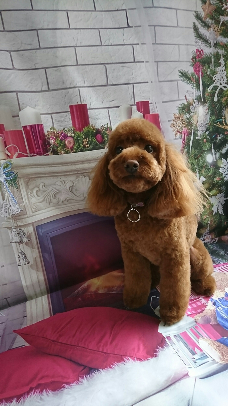 プードルのチョコちゃん トリミングコース