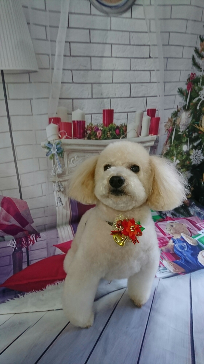 プードルのりゅうちゃん トリミングコース