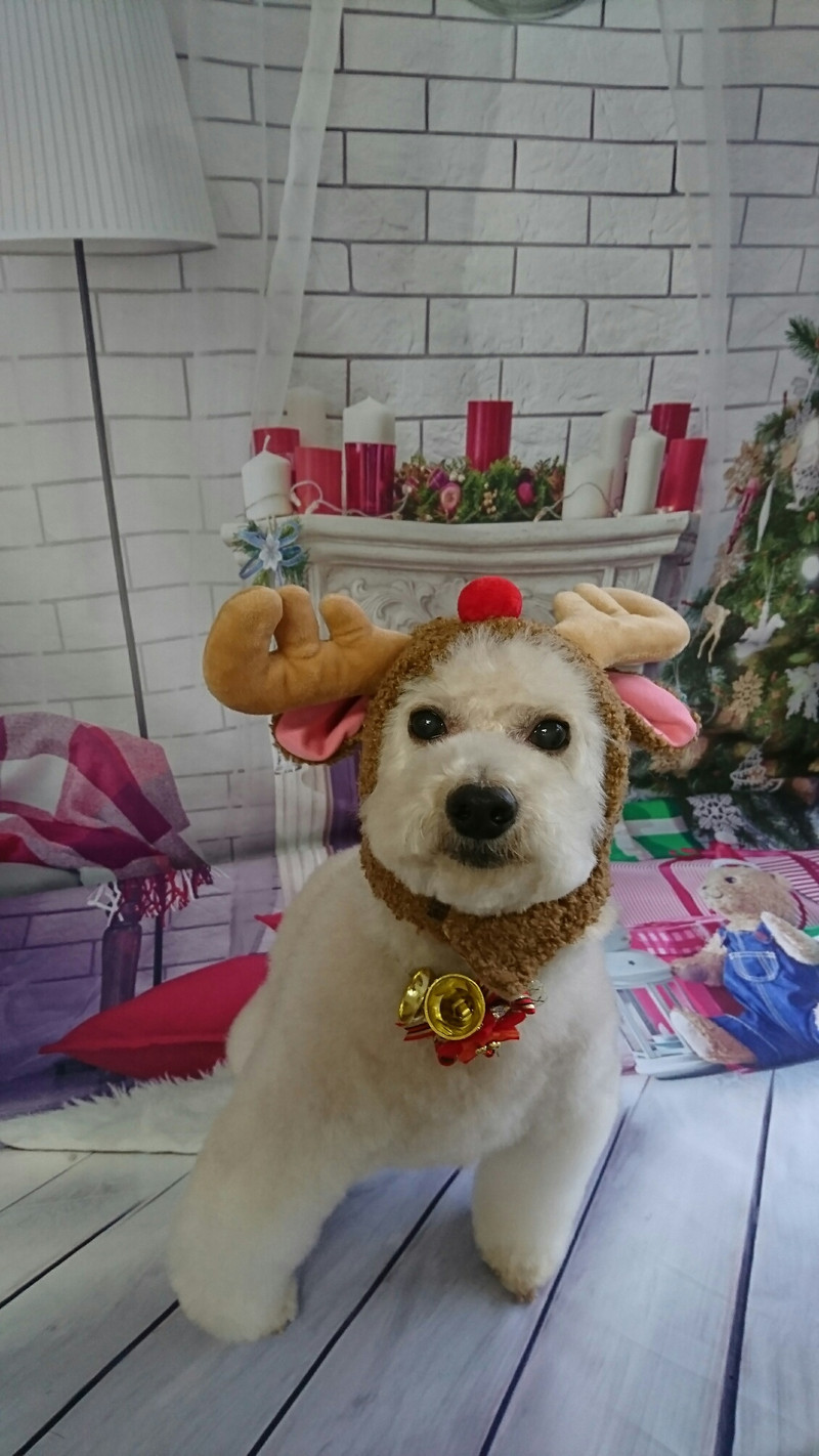 プードルのりゅうちゃん トリミングコース