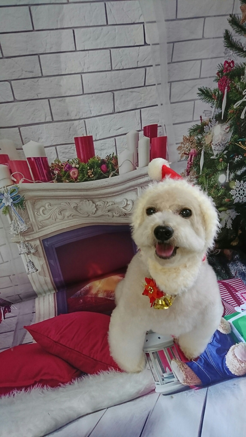 プードルのりゅうちゃん トリミングコース