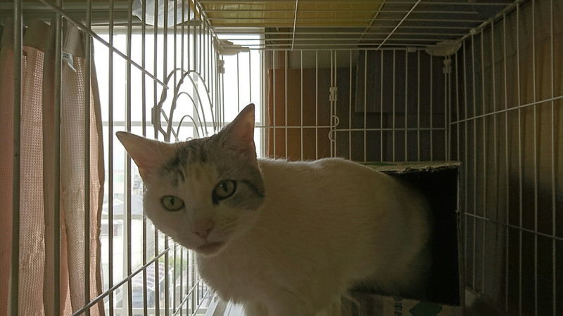 猫のココナッツちゃん お泊まりの様子