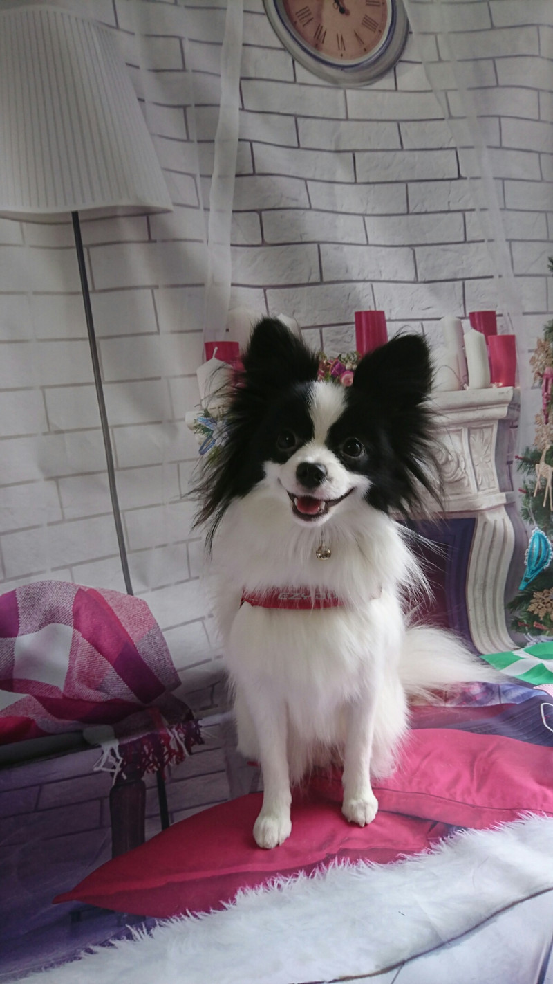 パピヨン×ポメラニアンのステラちゃん グルーミングコース 部分カット