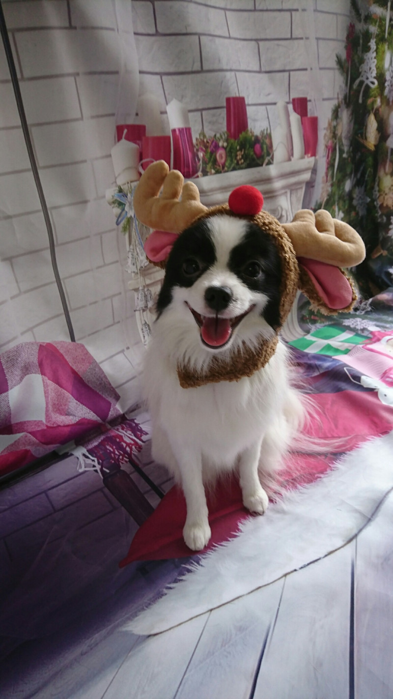 パピヨン×ポメラニアンのステラちゃん グルーミングコース 部分カット