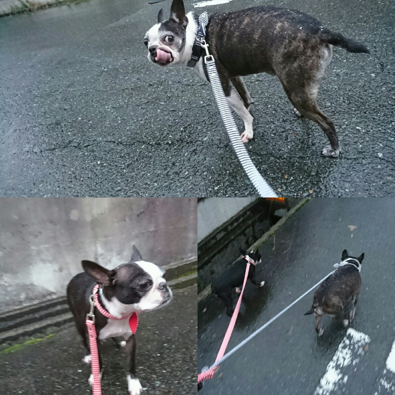 フレブルのチェリーちゃん&ジョナサン お泊まりの様子