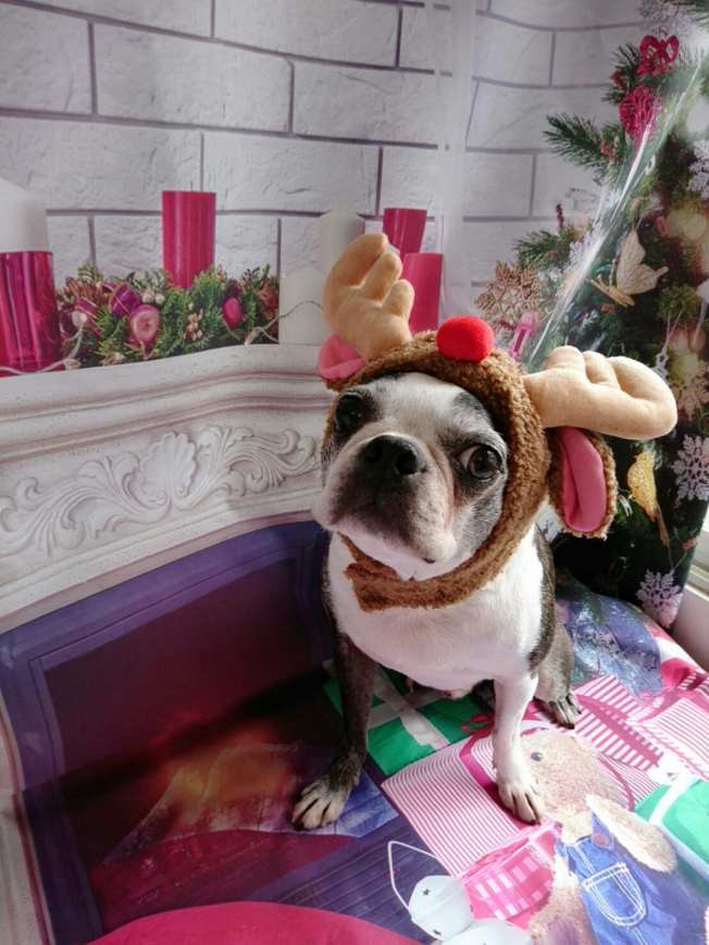 ボストンのチェリーちゃん&ジョナサン グルーミングコース