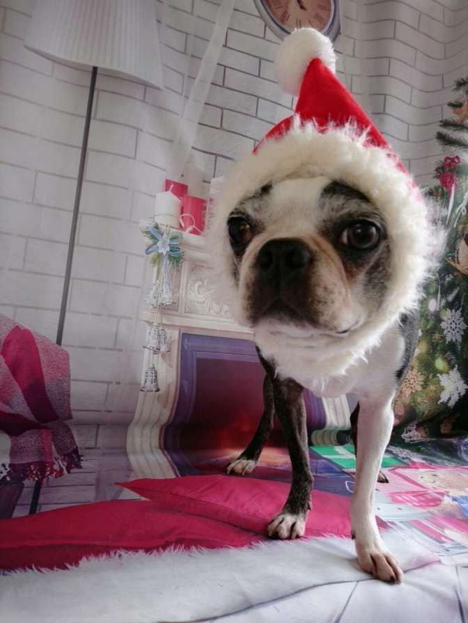 ボストンのチェリーちゃん&ジョナサン グルーミングコース