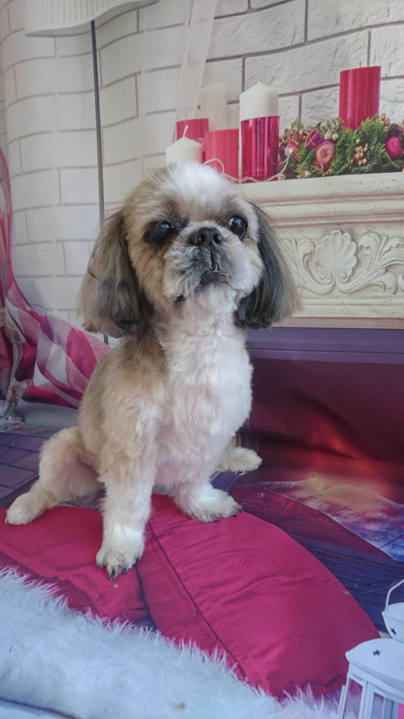 シーズーのモップちゃん トリミングコース