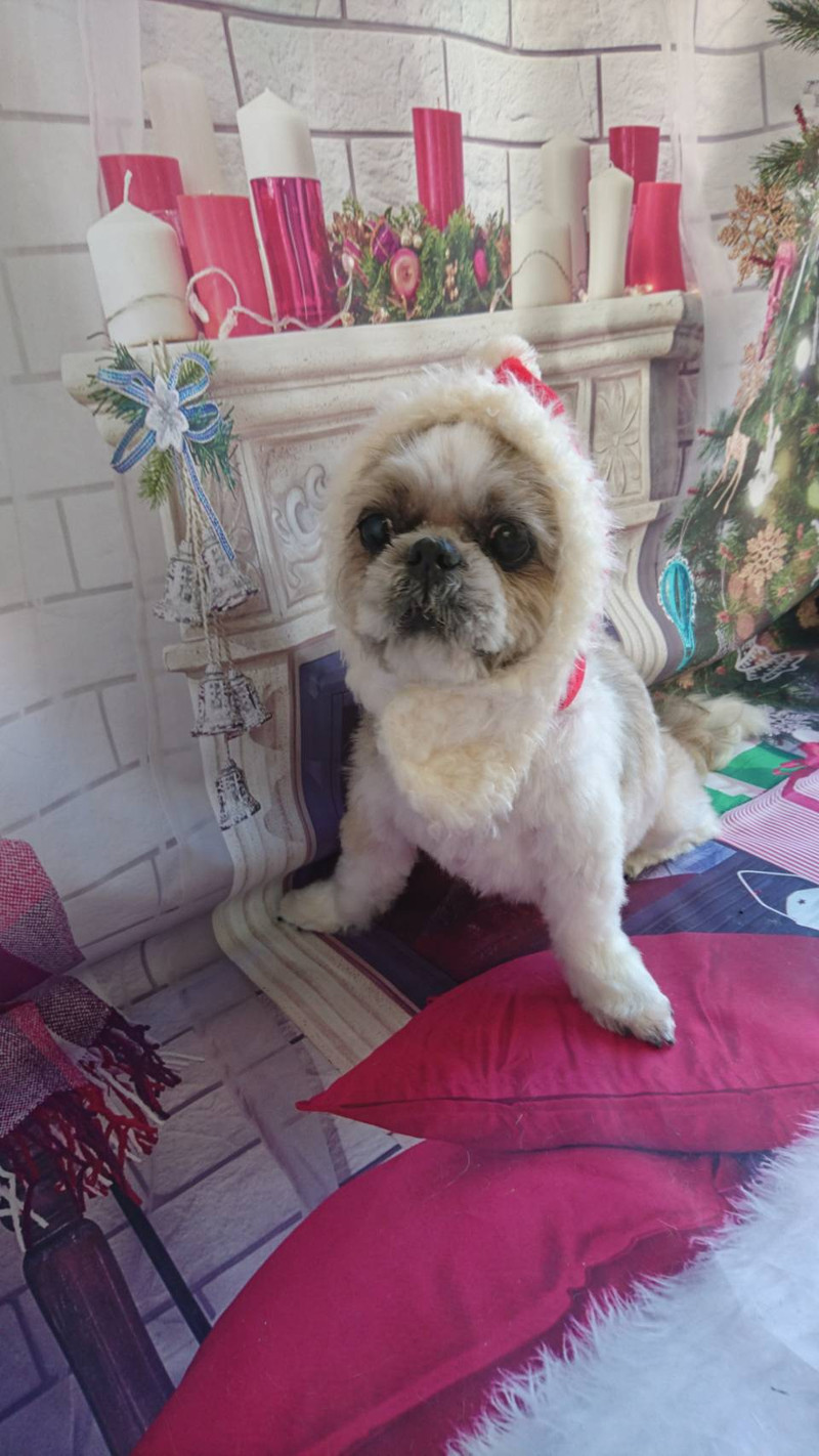 シーズーのモップちゃん トリミングコース