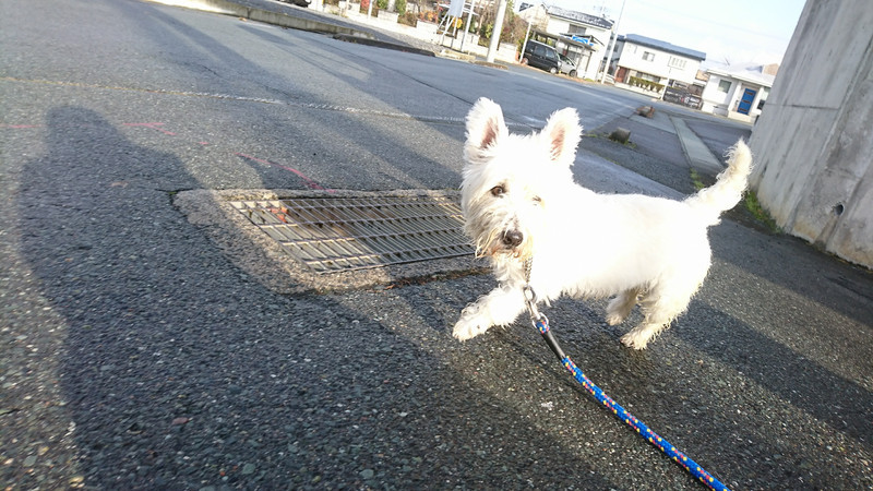 ウェスティのチロちゃん お泊まりの様子