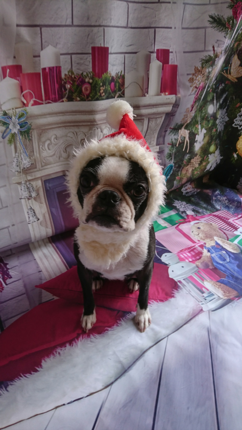 ボストンのチェリーちゃん&ジョナサン グルーミングコース