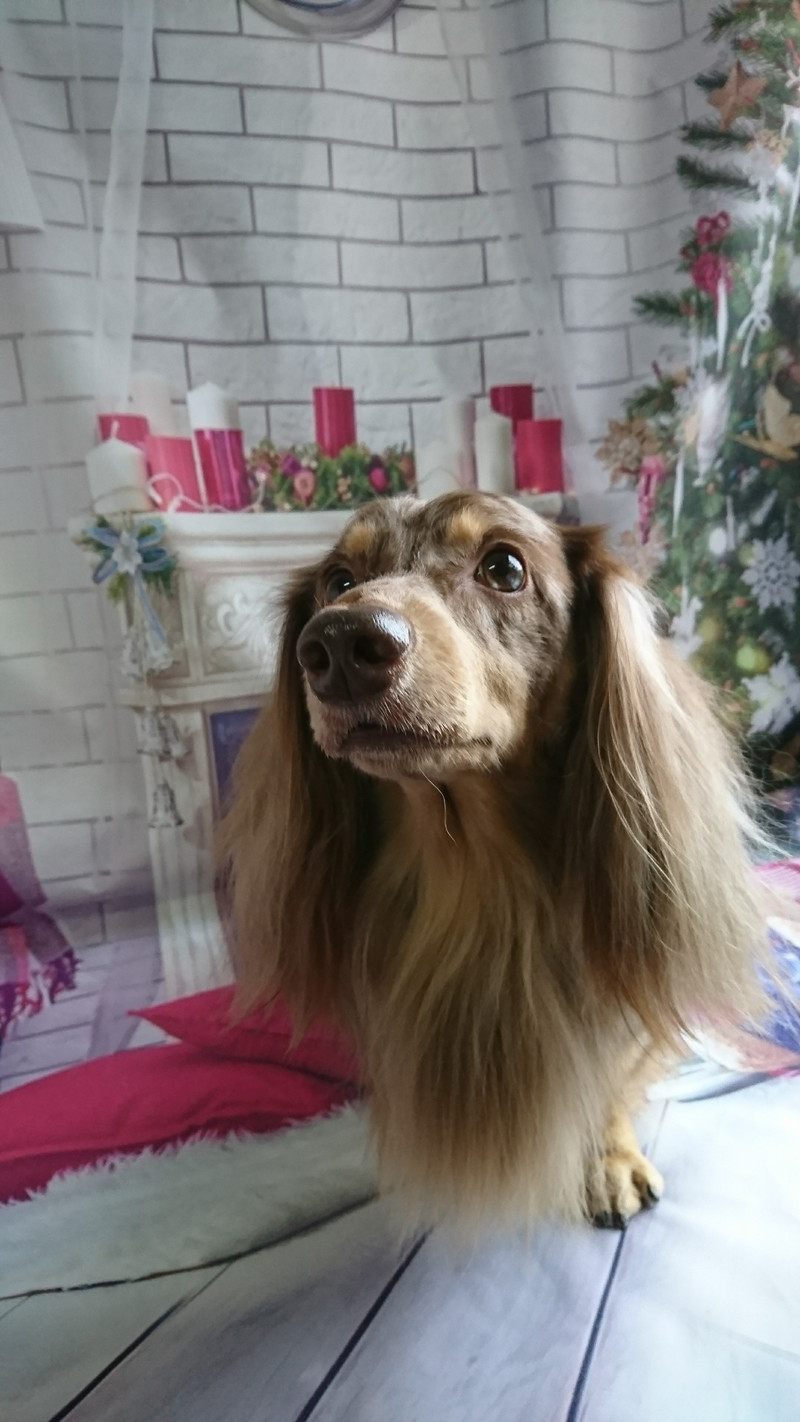 ダックスのシエルちゃん グルーミングコース