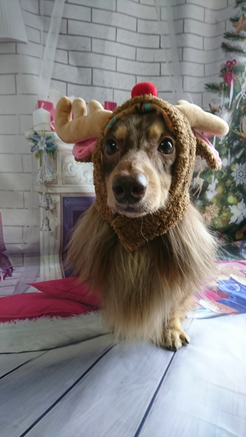 ダックスのシエルちゃん グルーミングコース