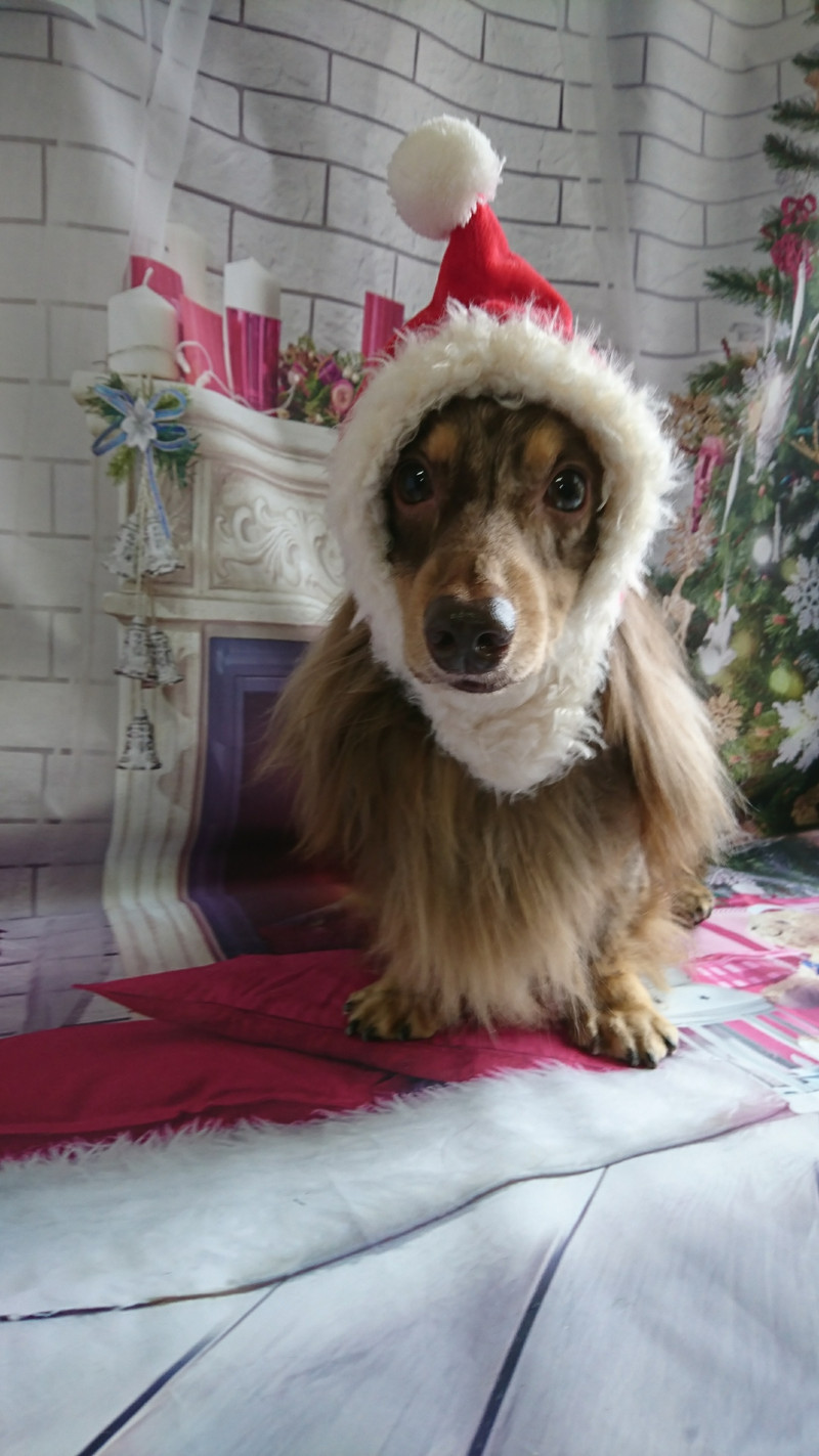 ダックスのシエルちゃん グルーミングコース