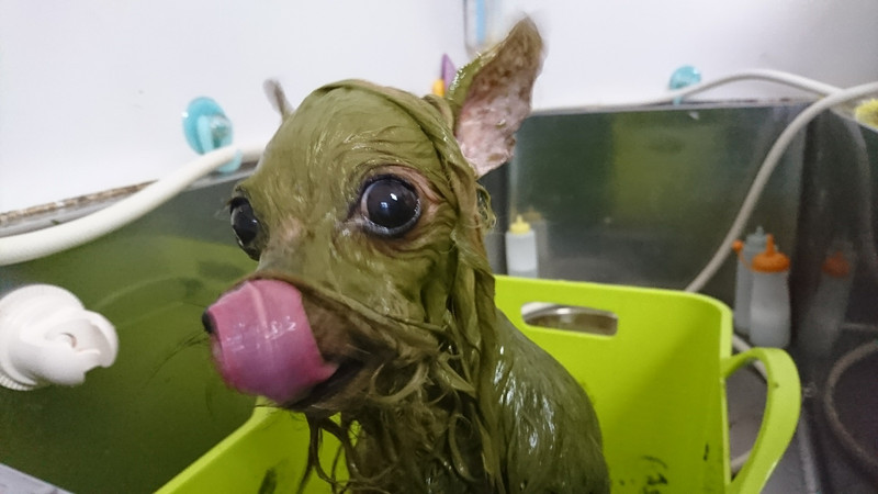 ヨーキーのみゅーちゃん グルーミングコース デンタル ハーブパック