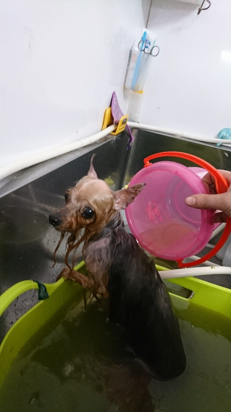 ヨーキーのみゅーちゃん グルーミングコース デンタル ハーブパック