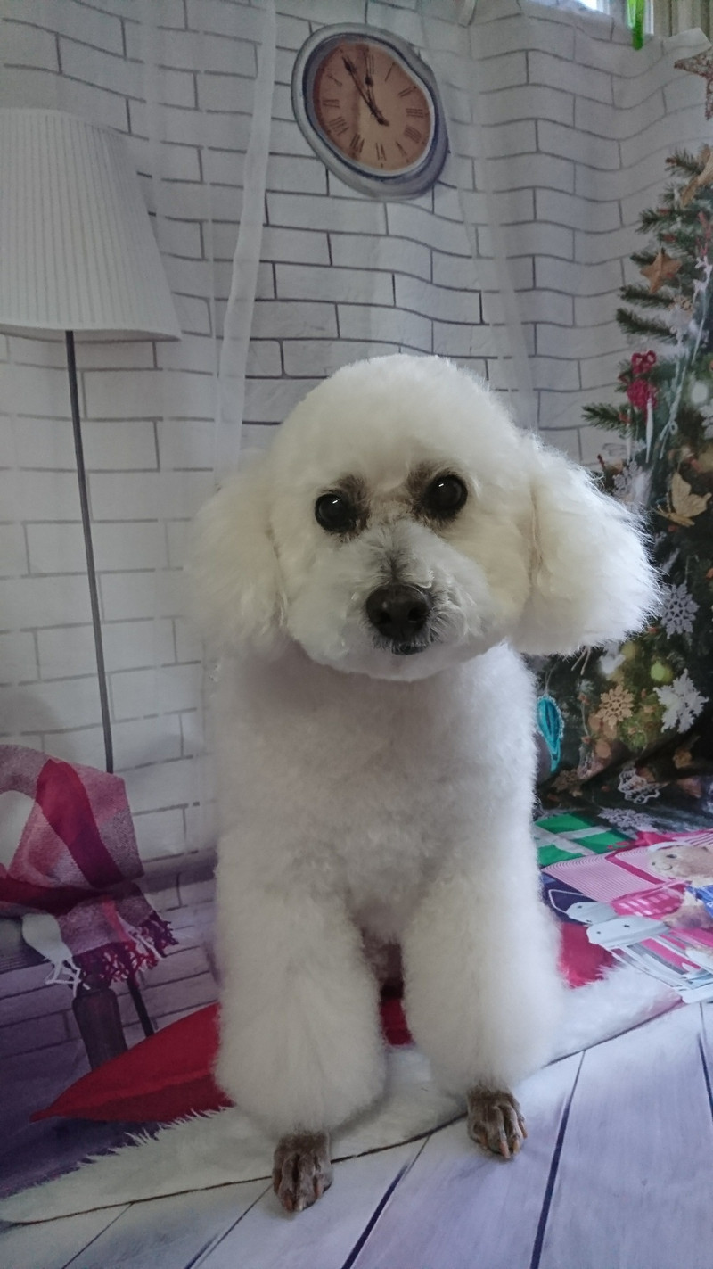 プードルのモコちゃん グルーミングコース 部分カット デンタル