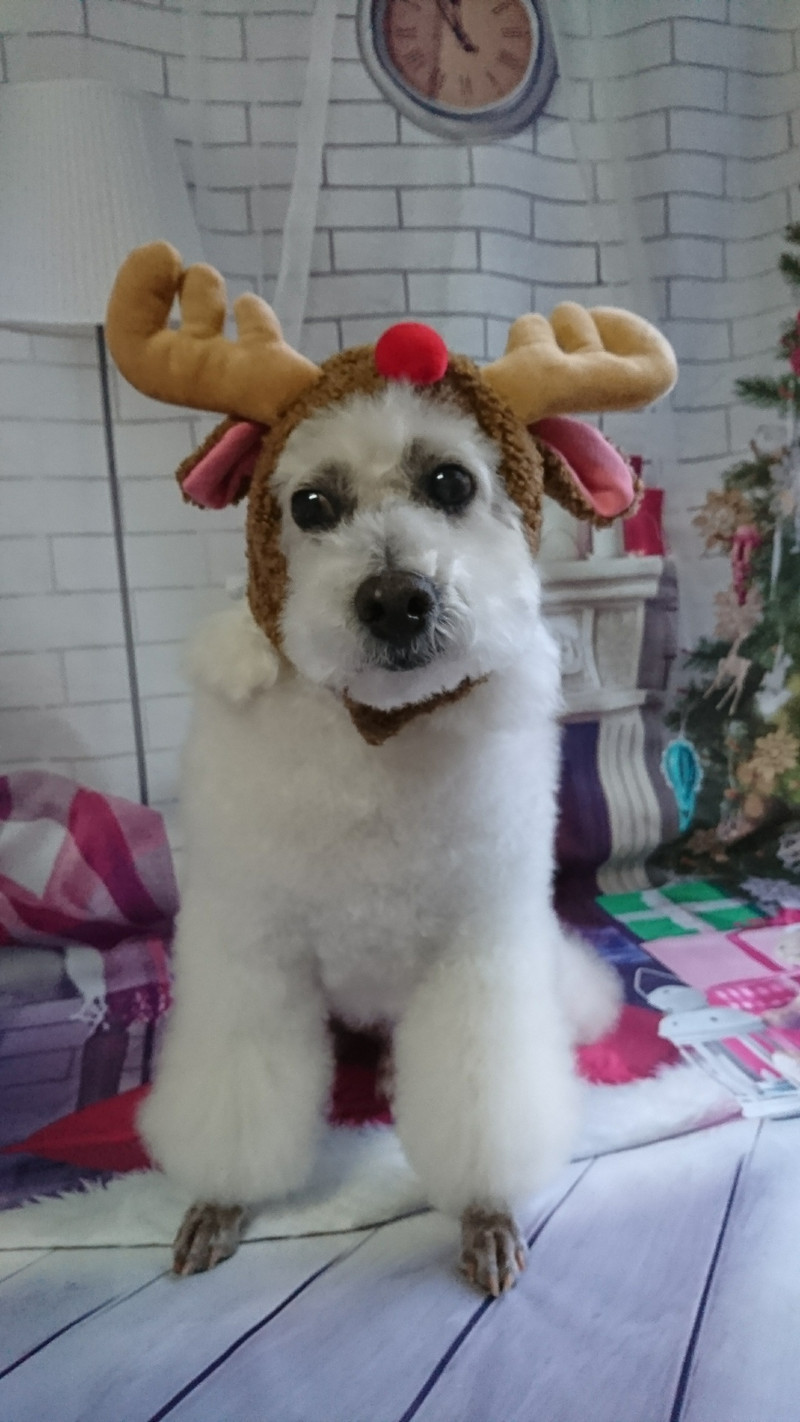 プードルのモコちゃん グルーミングコース 部分カット デンタル