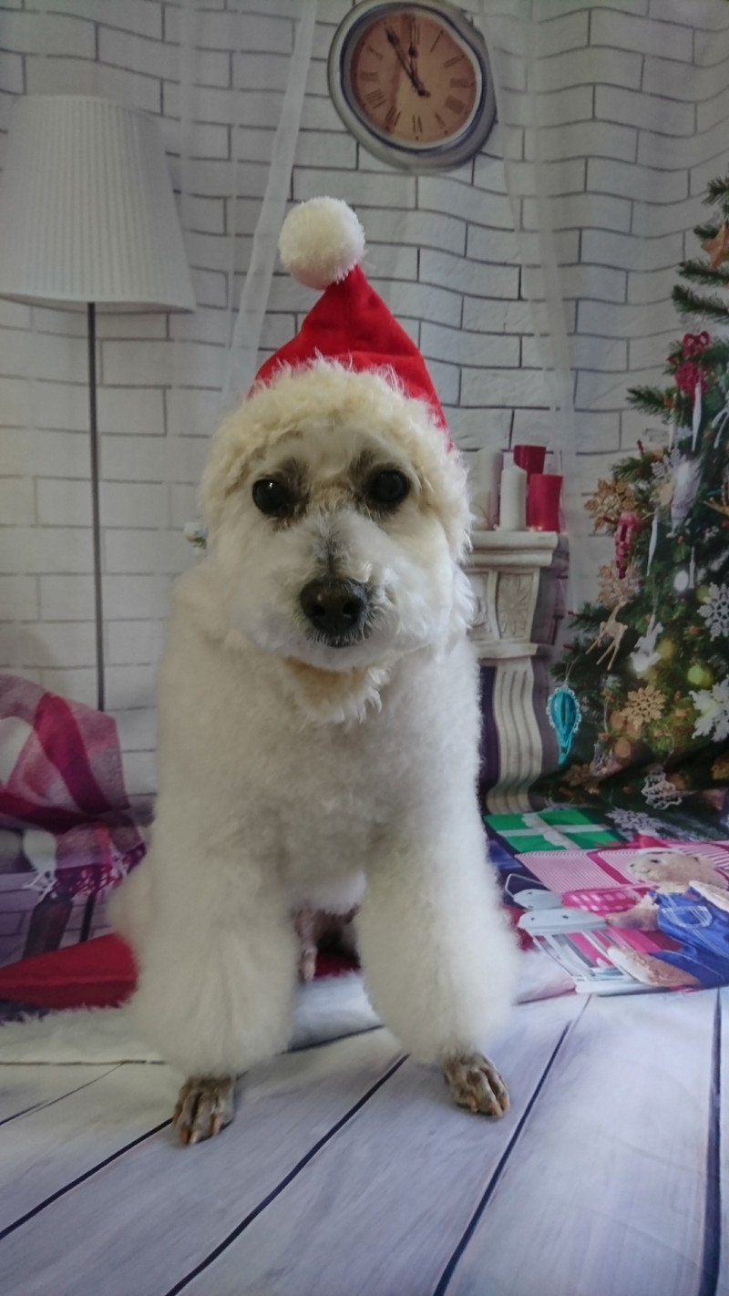 プードルのモコちゃん グルーミングコース 部分カット デンタル