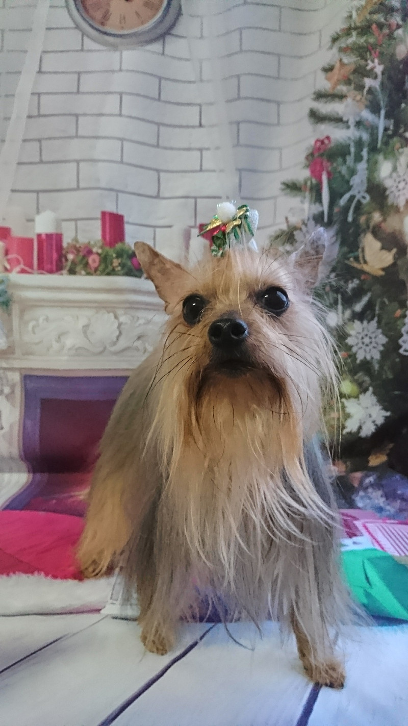 ヨーキーのみゅーちゃん グルーミングコース デンタル ハーブパック