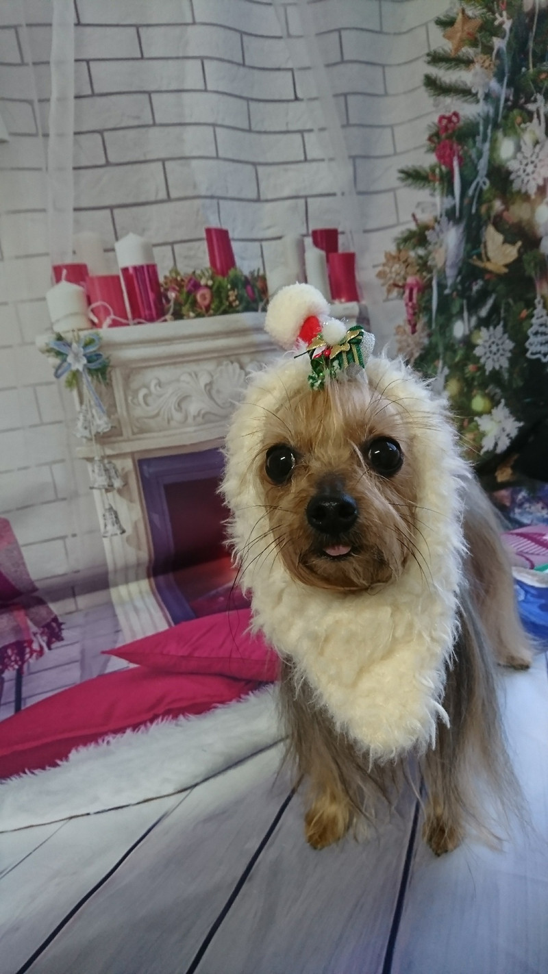 ヨーキーのみゅーちゃん グルーミングコース デンタル ハーブパック