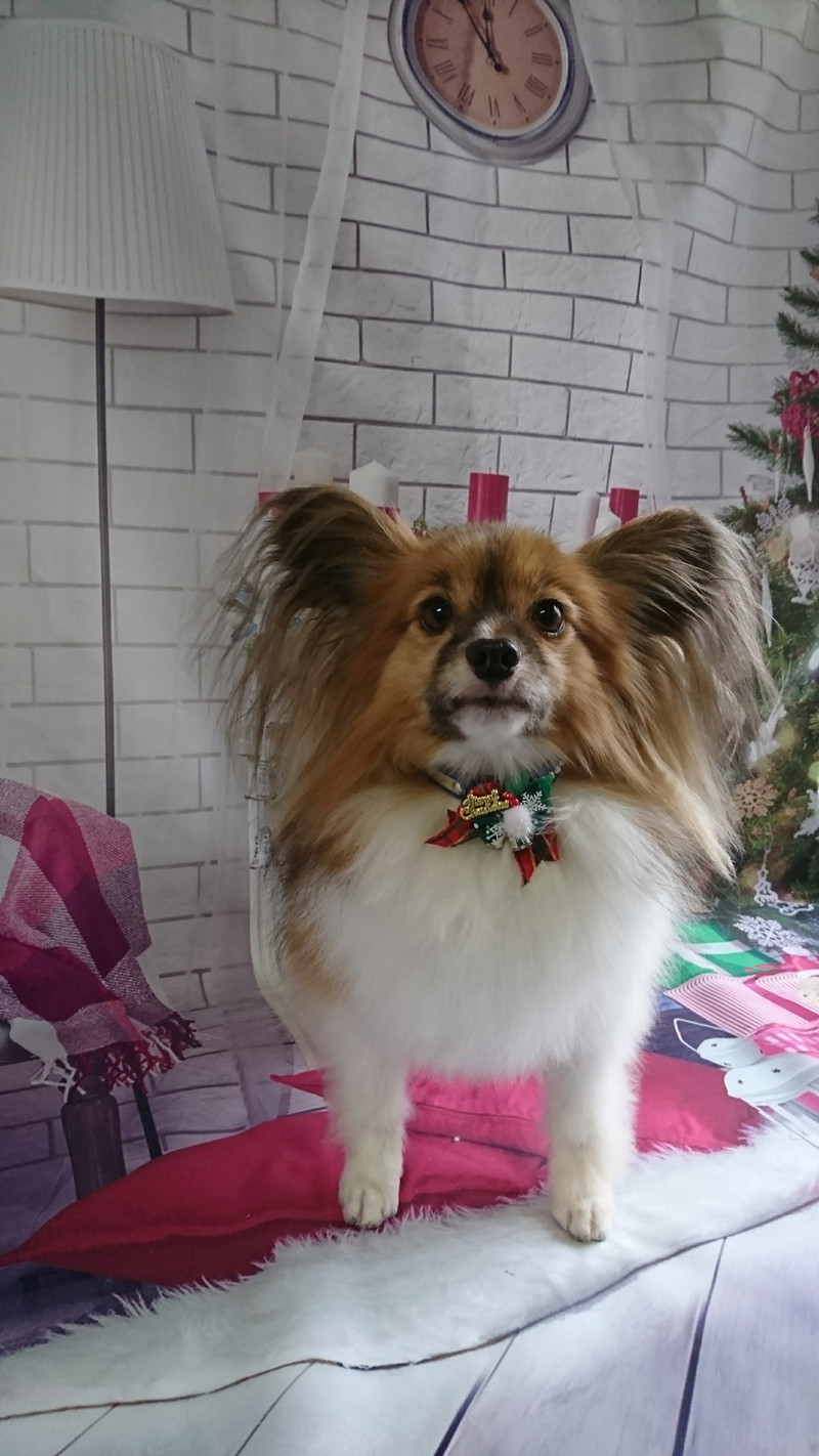 パピヨンのパピ助ちゃん グルーミングコース