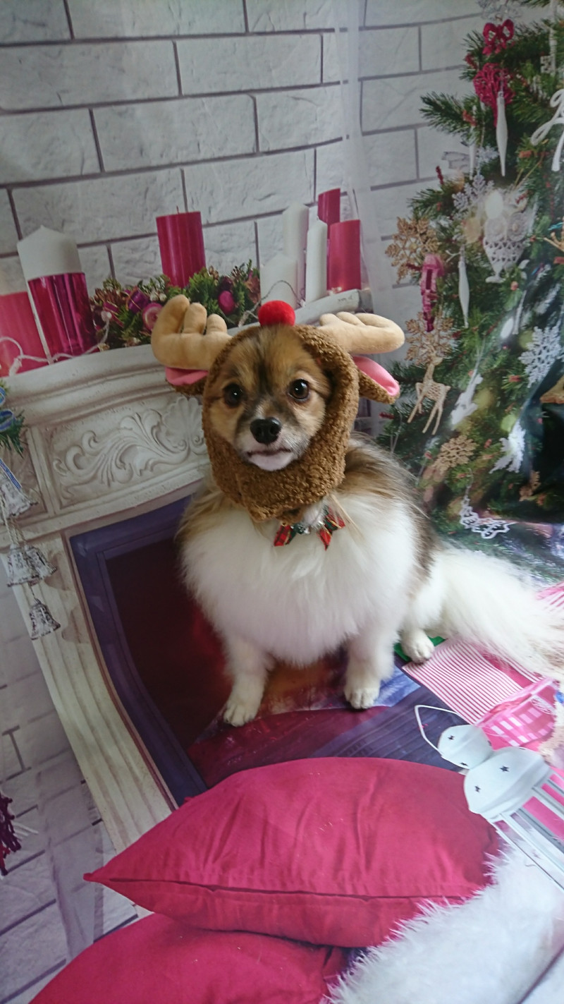 パピヨンのパピ助ちゃん グルーミングコース