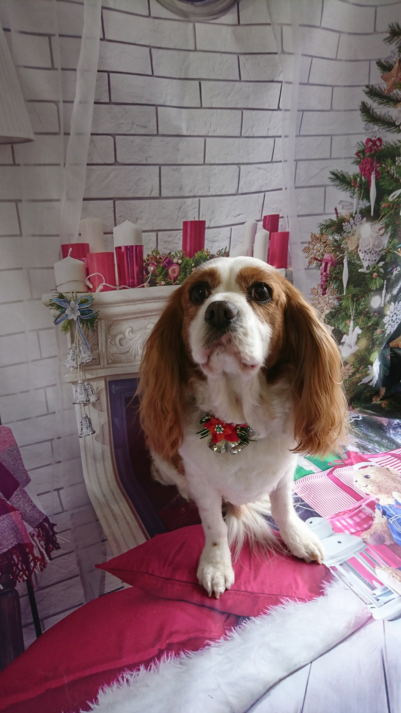 キャバリアのフレッドちゃん トリミングコース