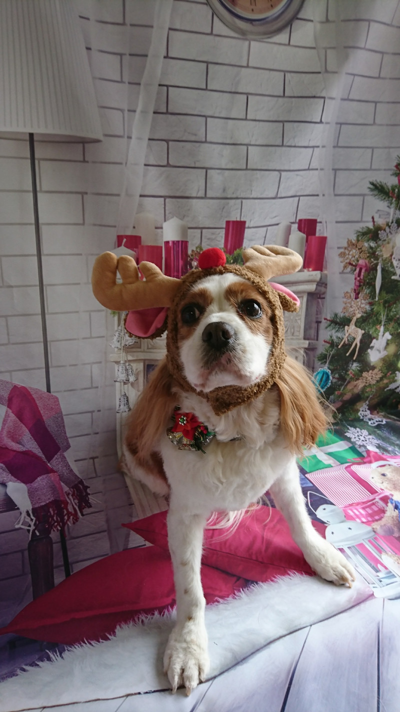 キャバリアのフレッドちゃん トリミングコース