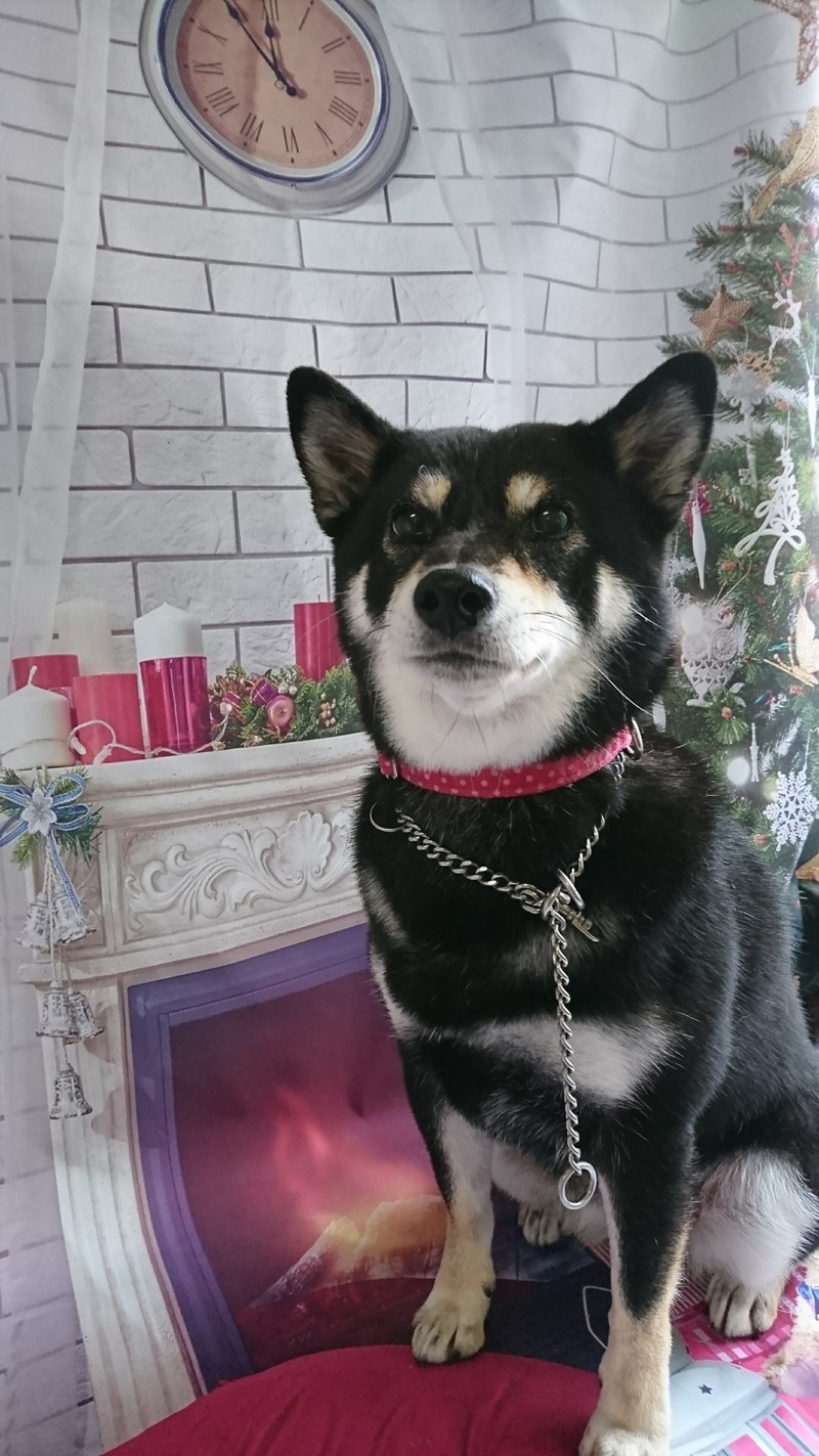 柴のさくらちゃん グルーミングコース