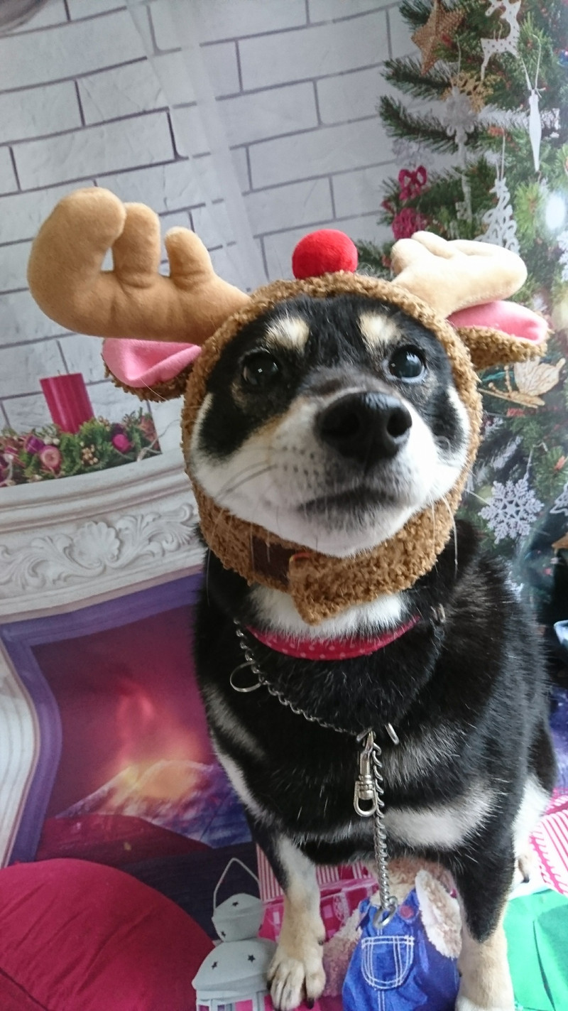 柴のさくらちゃん グルーミングコース