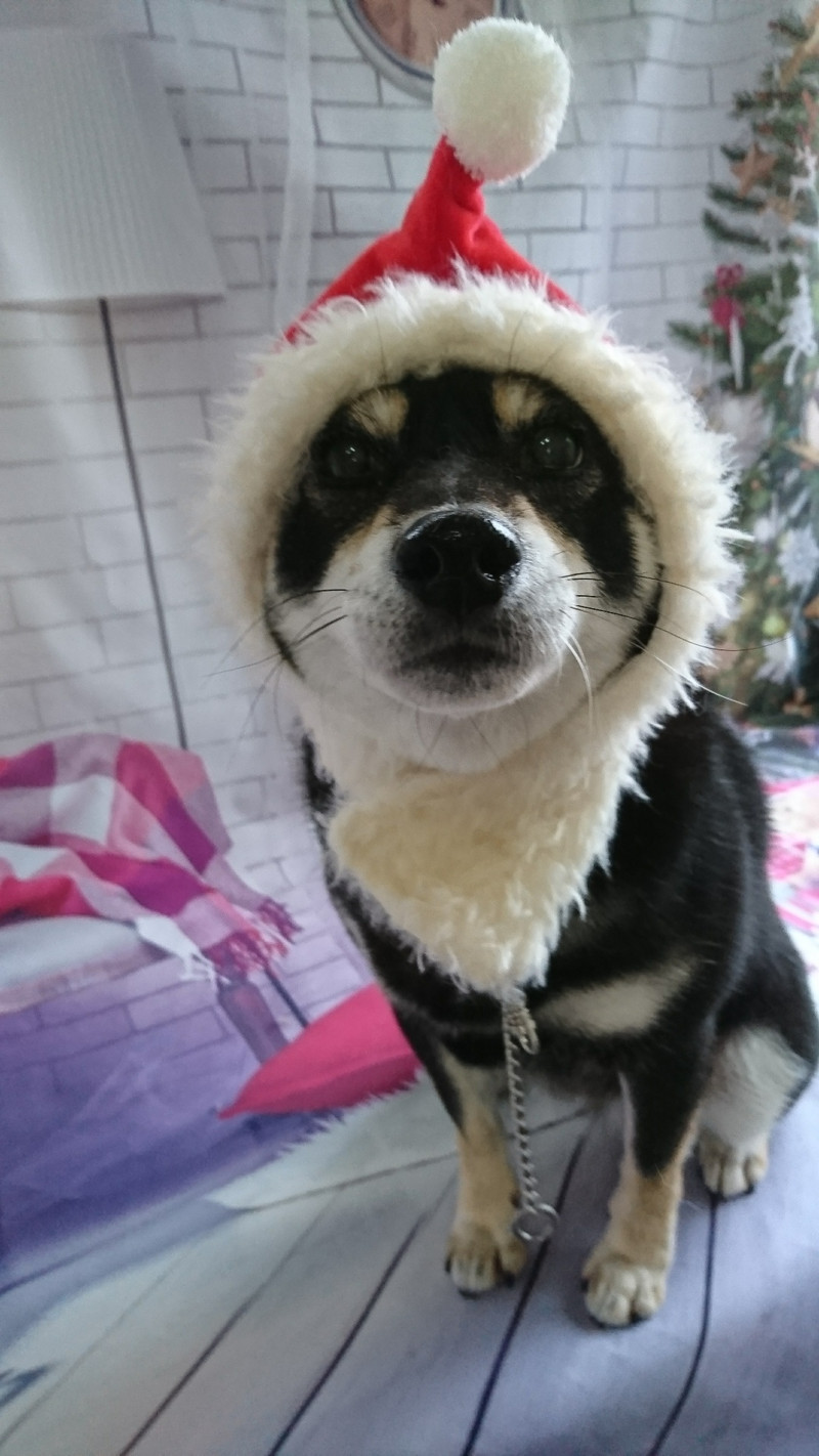 柴のさくらちゃん グルーミングコース