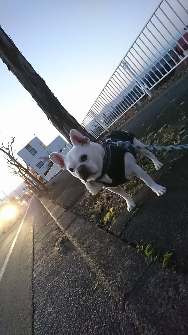 フレブルの桃太郎ちゃん お泊まりの様子