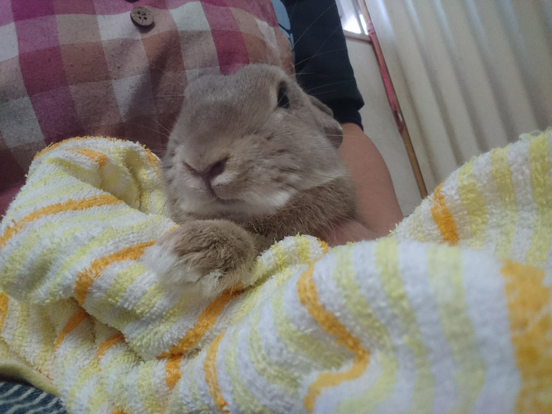 うさぎのハルちゃん お爪切り