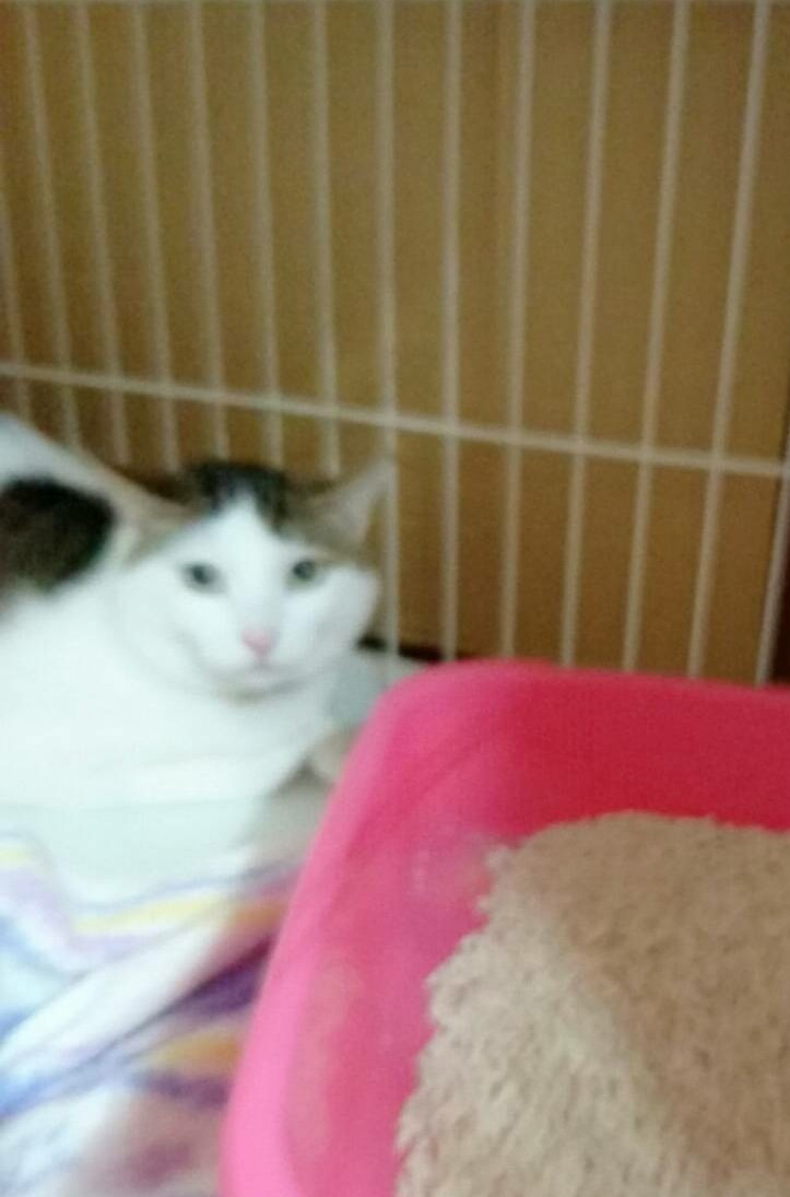 猫のココロちゃん お泊まりの様子