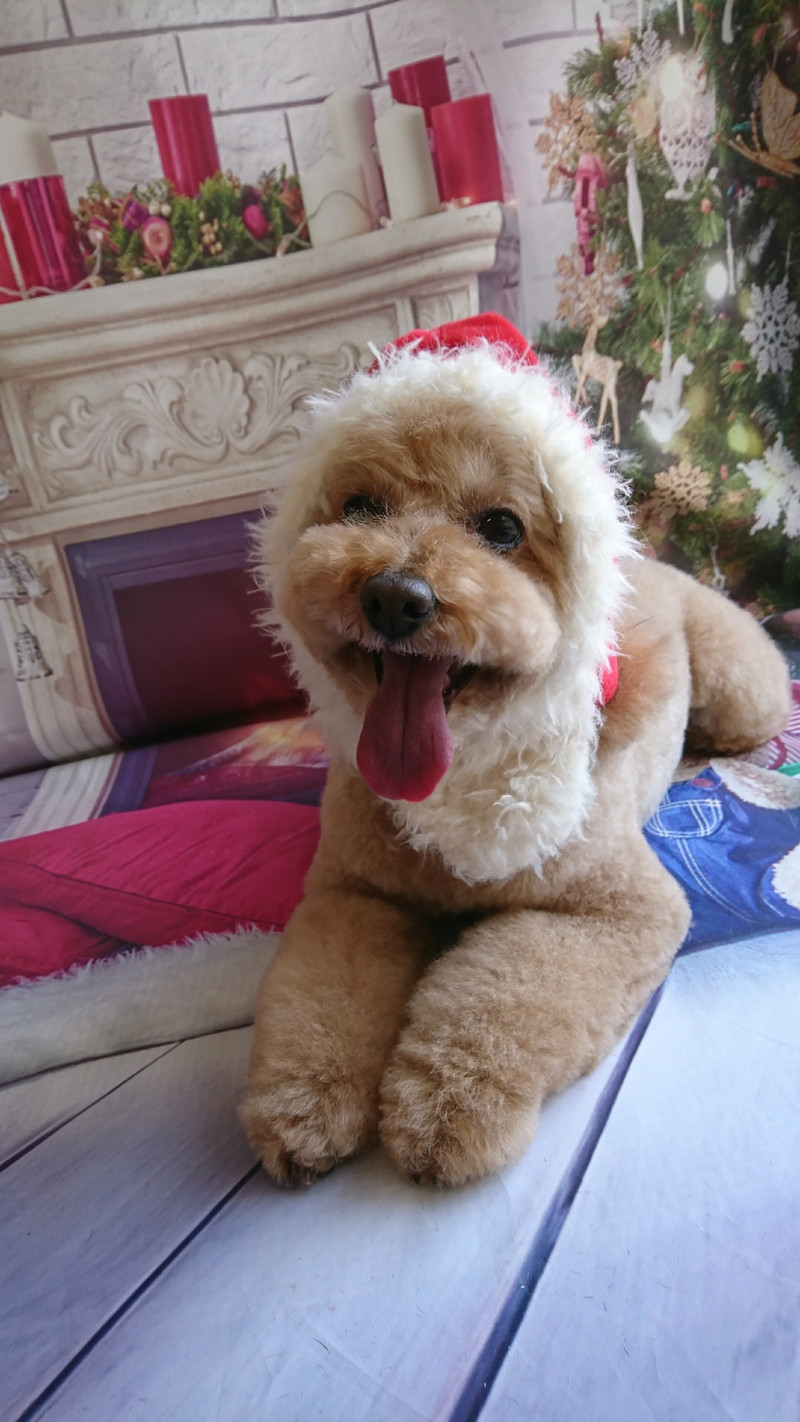 プードルのフランちゃん トリミングコース