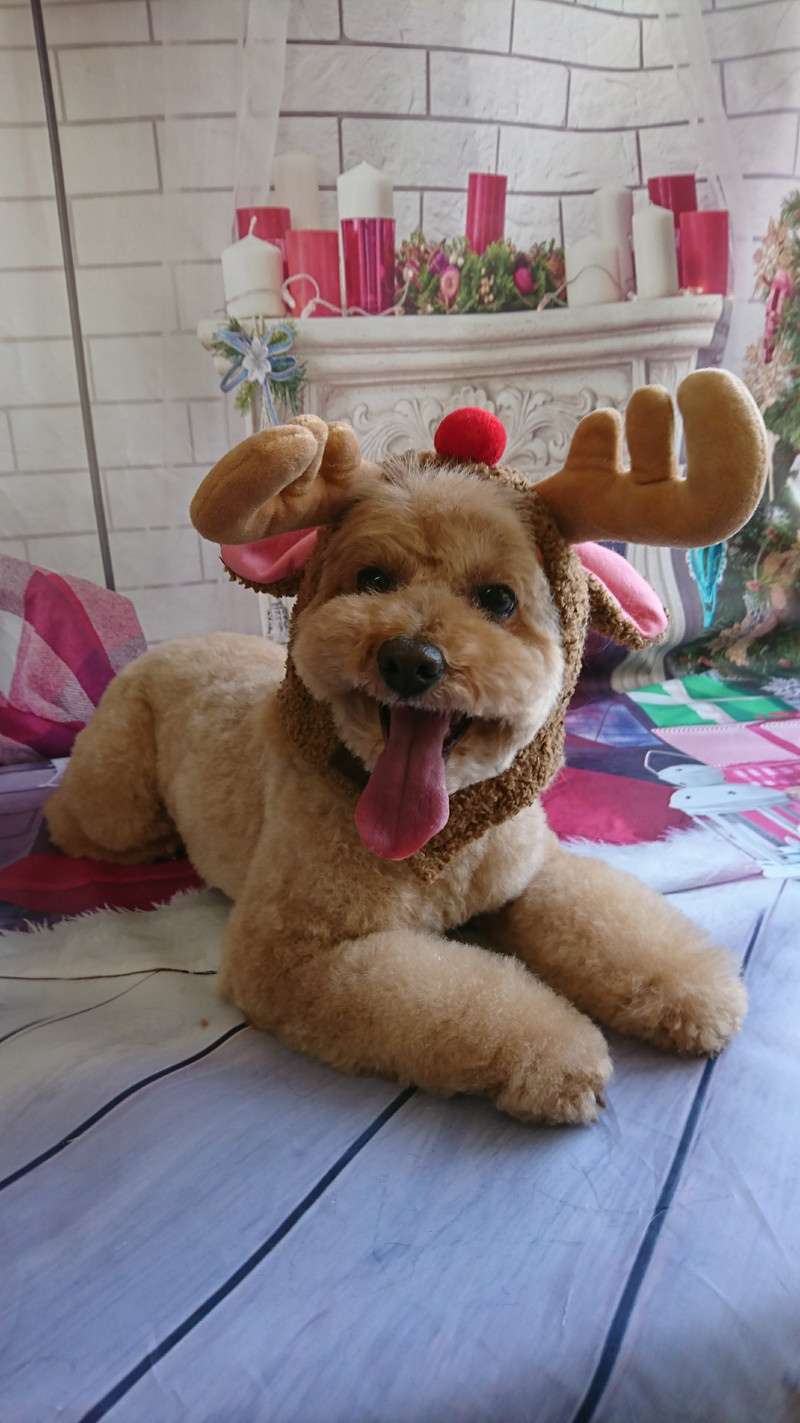 プードルのフランちゃん トリミングコース