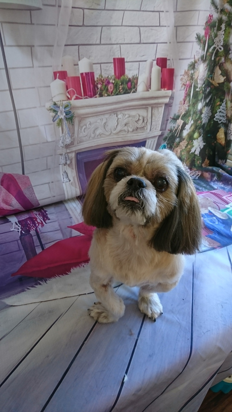 シーズーのクーちゃん トリミングコース