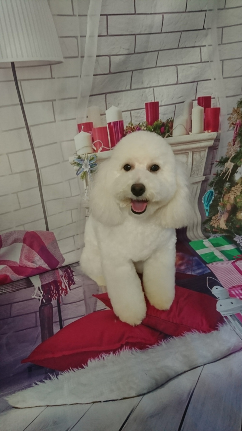 プードルの詩乃ちゃん トリミングコース