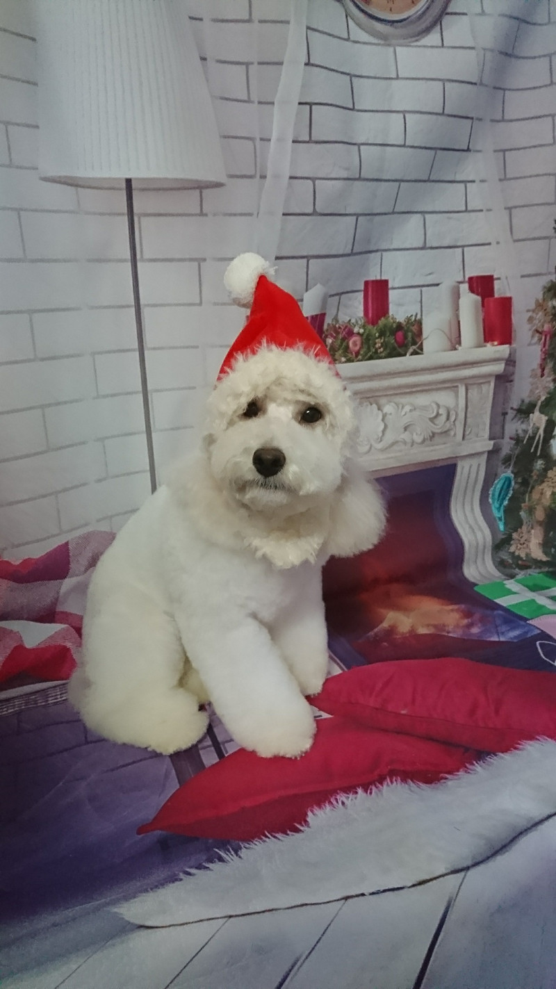 プードルの詩乃ちゃん トリミングコース